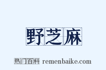 野芝麻是什么意思的图片